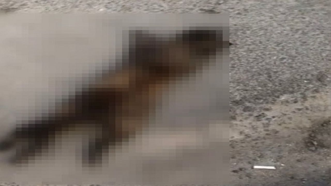 Anne Kedi ve Yavrularını Bıçaklayarak Öldürmüşler