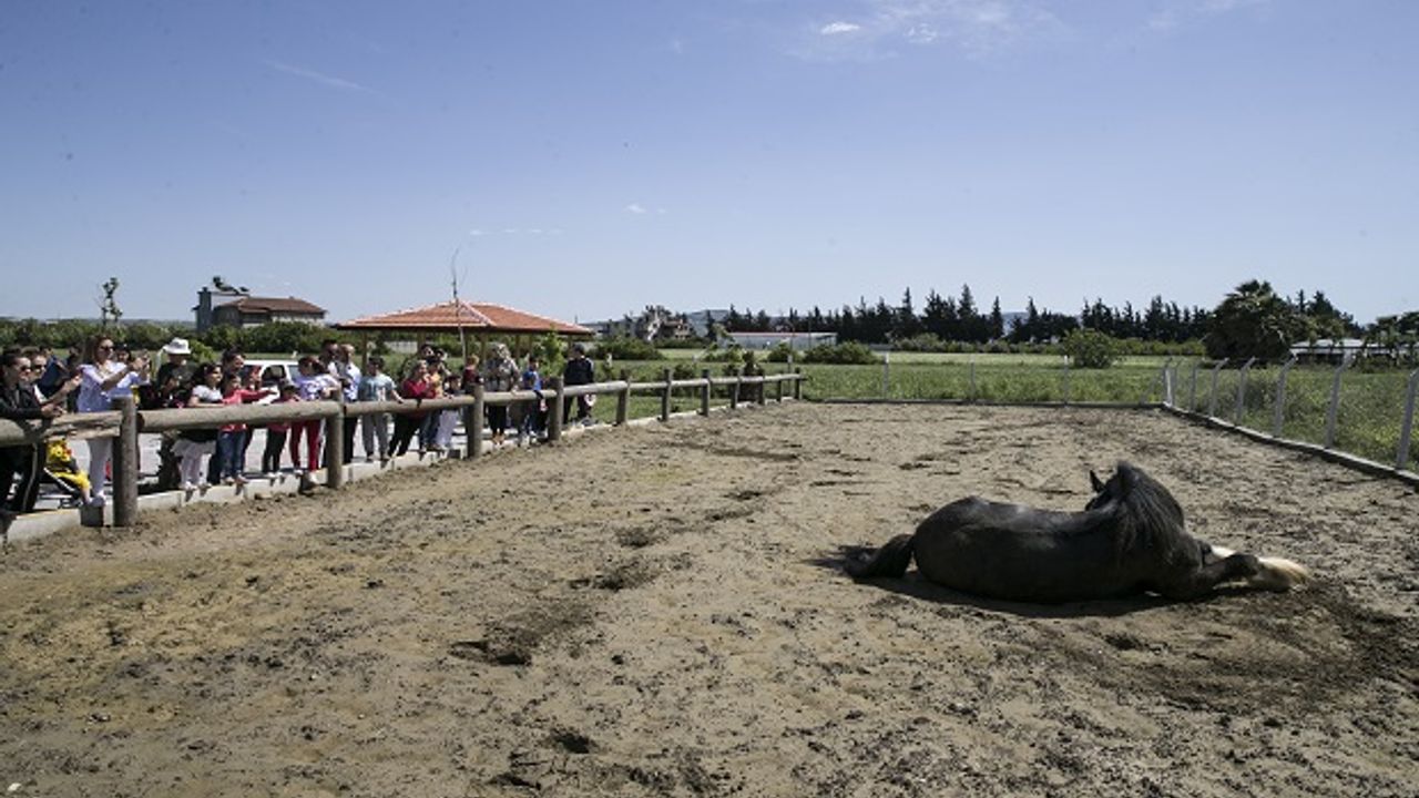 Bin 200 Kilogramlık Gösteri Atı, Görenleri Şaşırtıyor