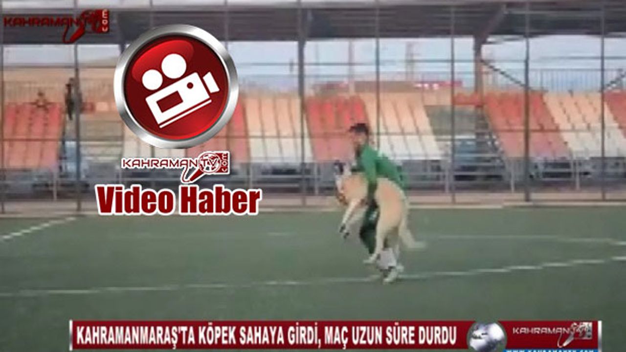 Kahramanmaraş'ta Köpek Sahaya Girdi, Maç Uzun Süre Durdu!