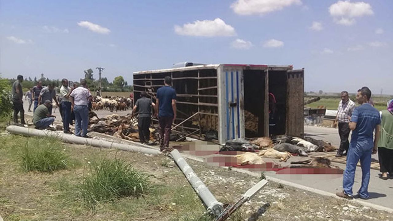 Tır Devrildi: 10'larca Hayvan Telef Oldu!