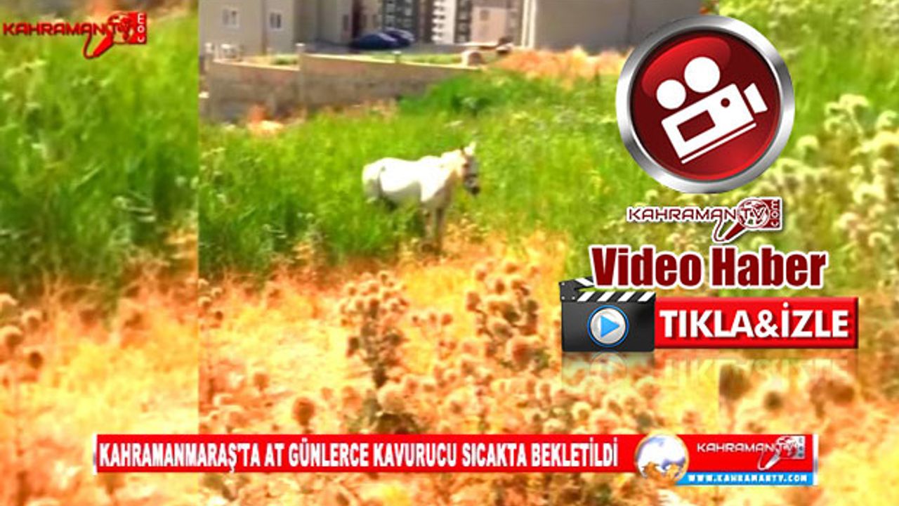 Kahramanmaraş'ta At Günlerce Kavurucu Sıcakta Bekletildi: Yetkililer Sessiz Kaldı!