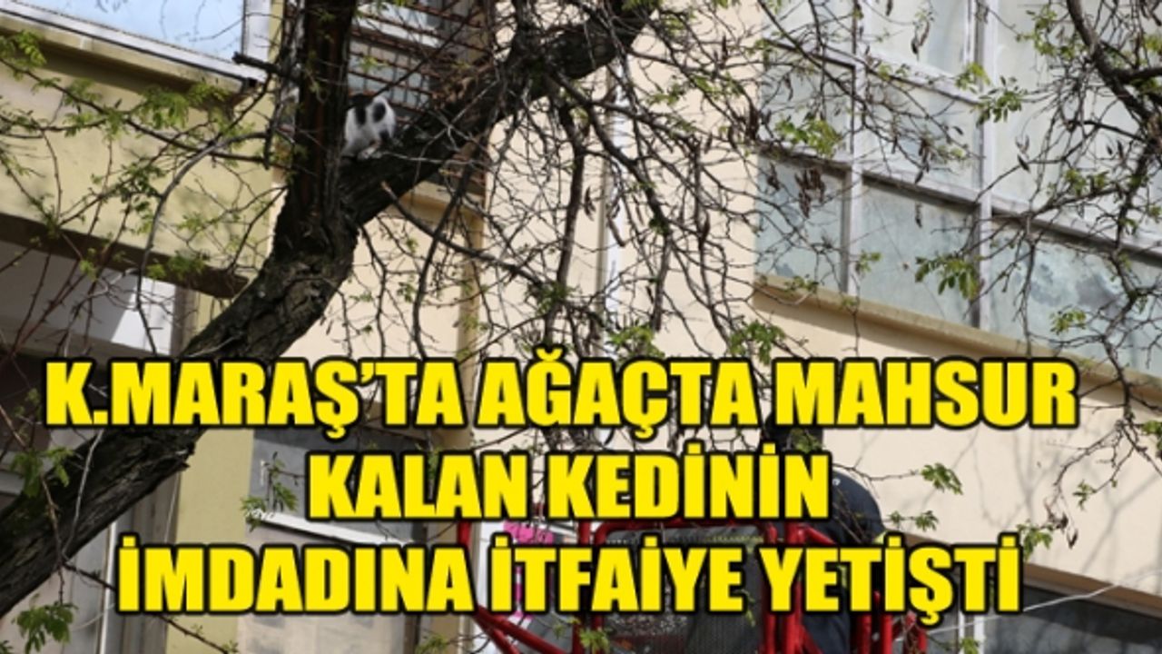 Kahramanmaraş'ta Kedi Ağaçta Mahsur Kaldı