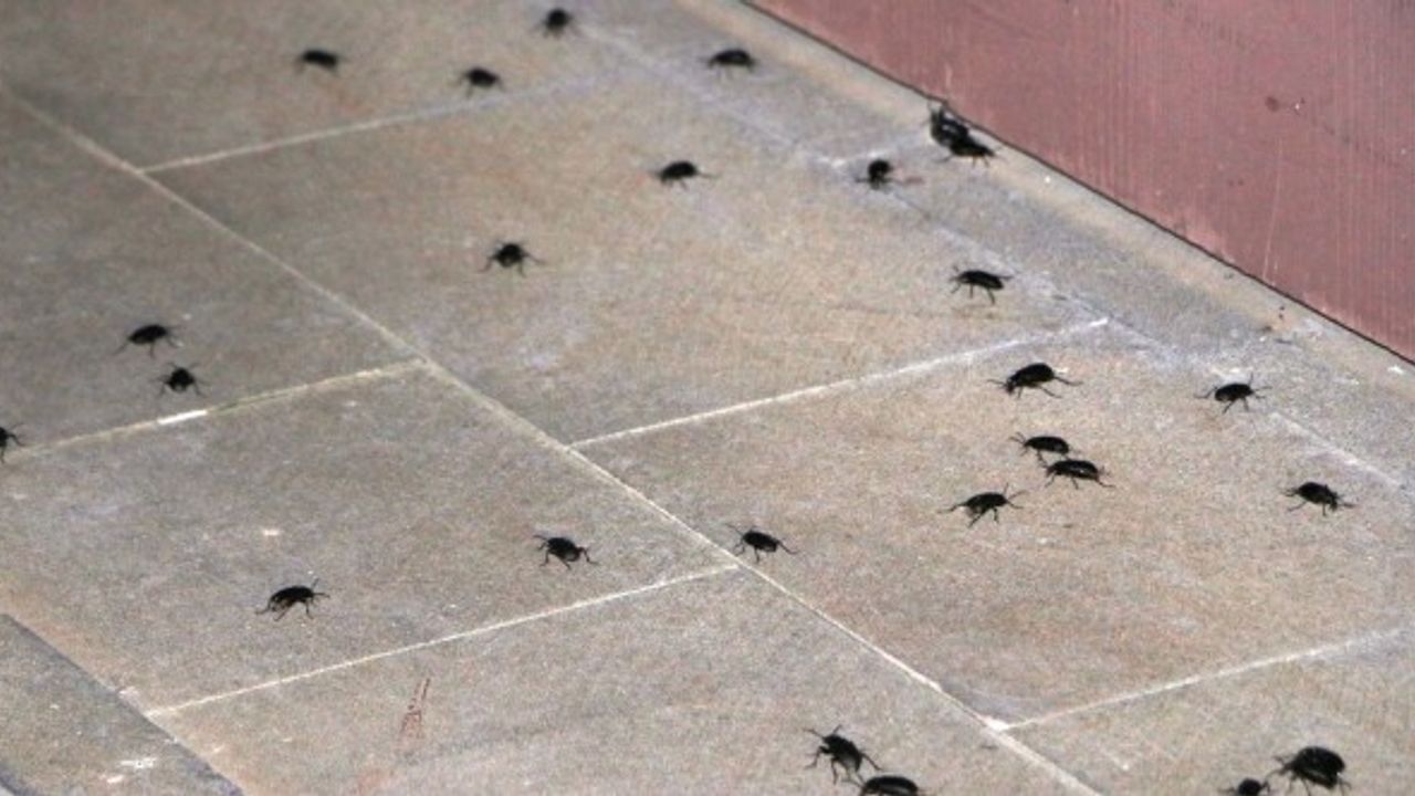 Kahramanmaraş Büyükşehir'den Böcek İstilası Açıklaması