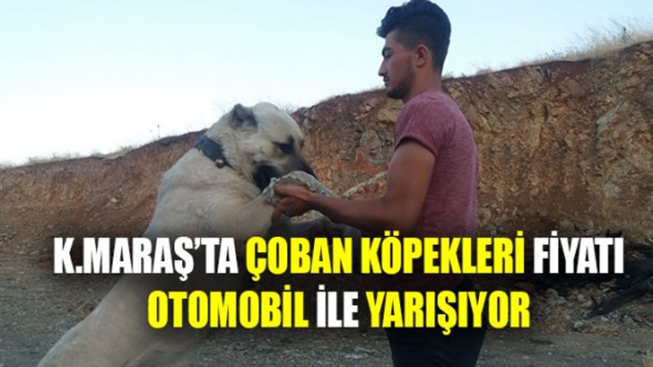Kahramanmaraş'ta Çoban Köpekleri Fiyatını Duyanlar Şaşırdı