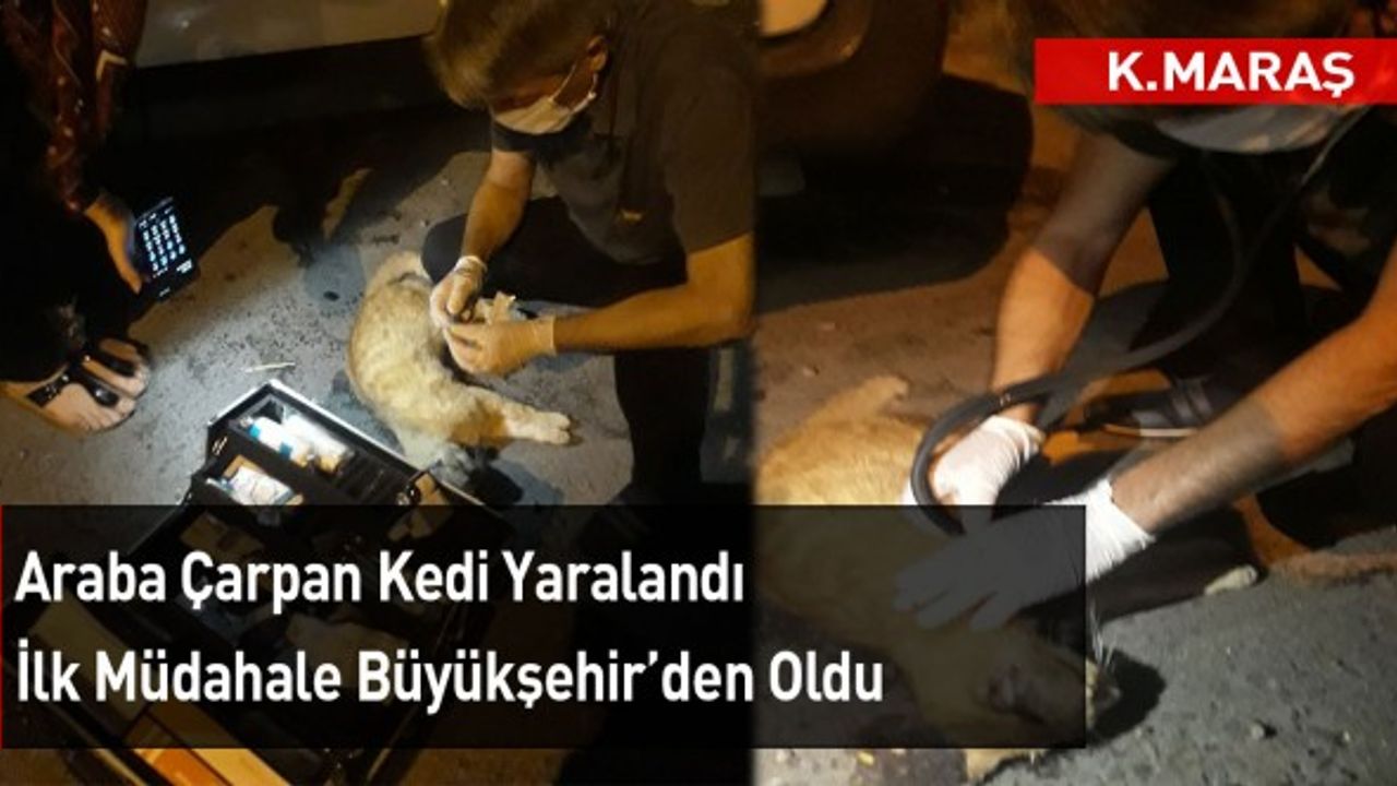 Kahramanmaraş'ta Yaralı Kedi İçin Seferber Oldular