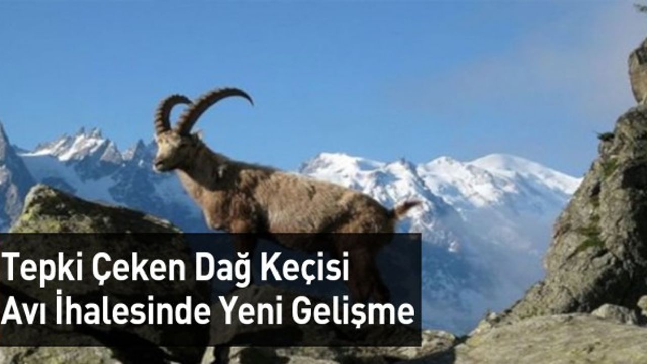 Dağ Keçilerinin Avlanma İhalesinde Yeni Gelişme