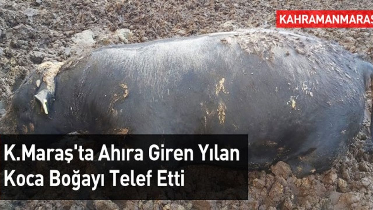 Kahramanmaraş'ta 700 Kiloluk Boğa Telef Oldu: Sebebi Şoke Etti