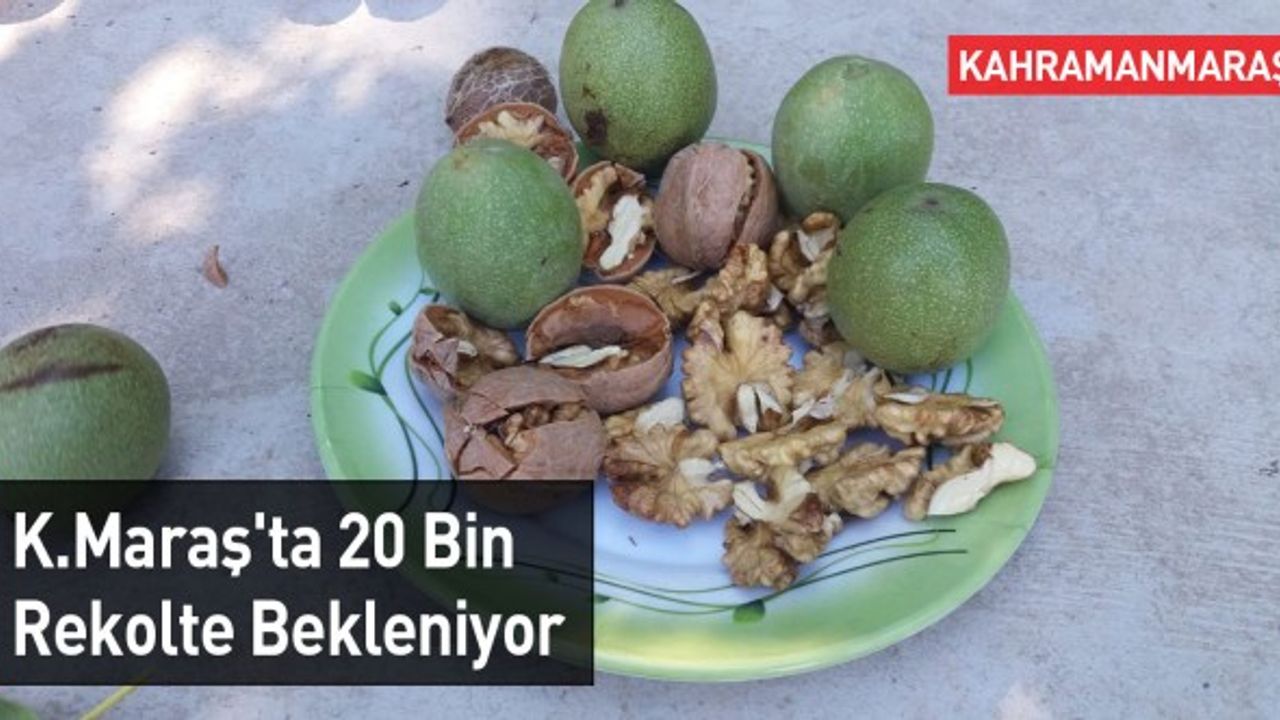 Kahramanmaraş'ta 20 Bin Rekolte Bekleniyor