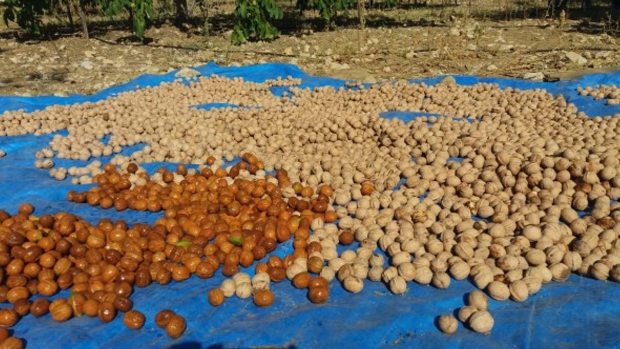 Kahramanmaraş Cevizinde Hasat Sevinci Yaşanıyor