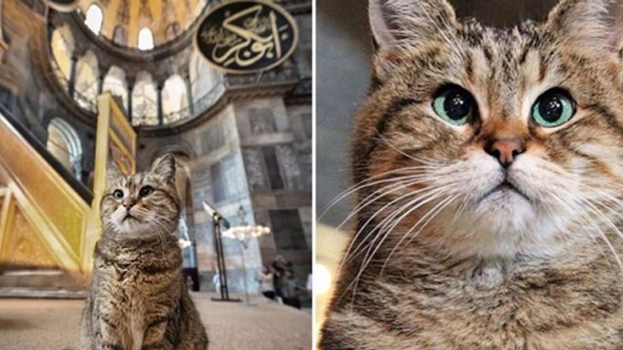 Ayasofya'nın Sembolü Gli'den Acı Haber Geldi