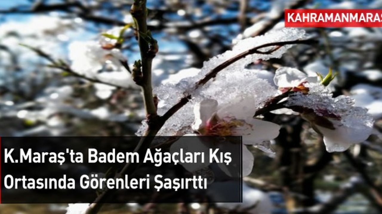 Kahramanmaraş'ta Badem Ağaçları Kış Ortasında Görenleri Şaşırttı
