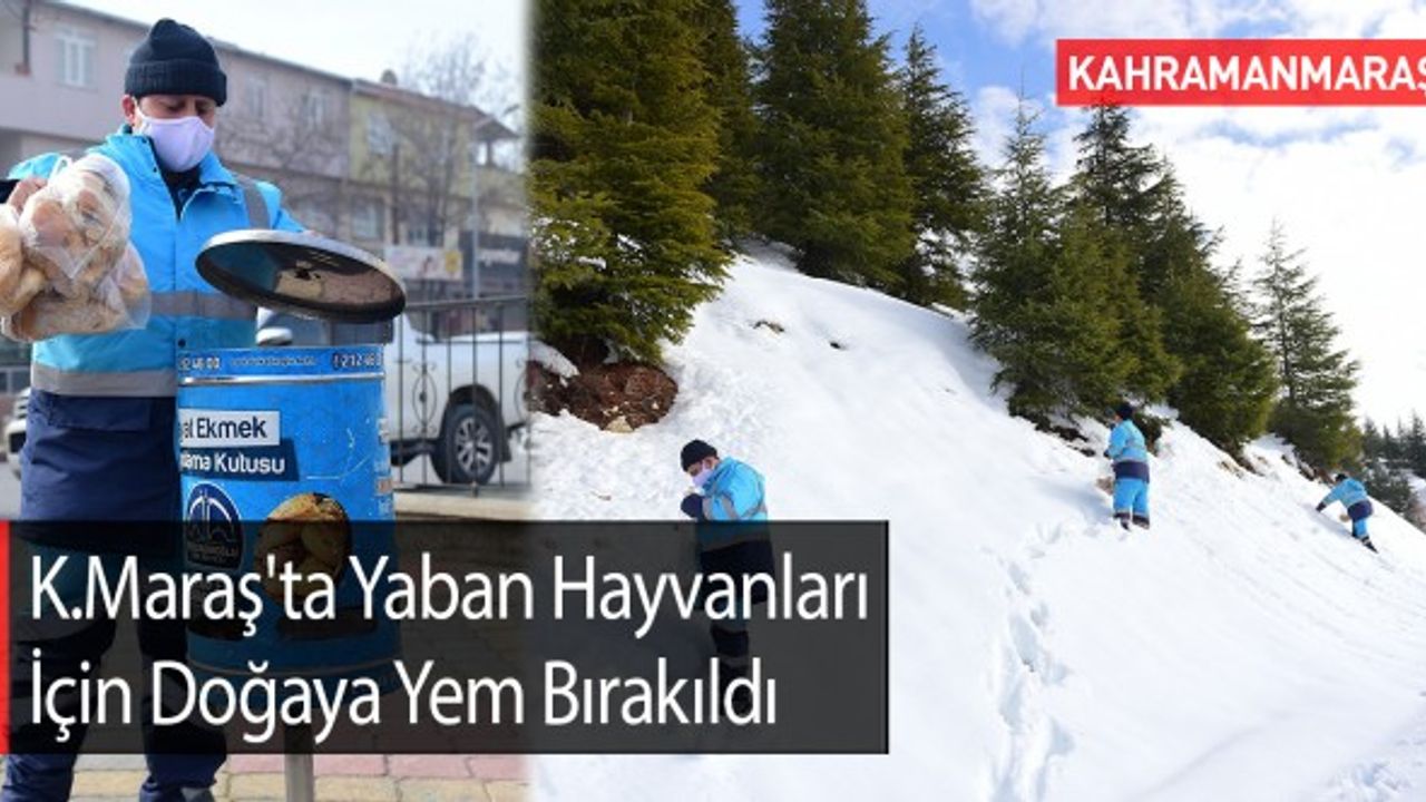 Kahramanmaraş'ta Yaban Hayvanları İçin Doğaya Yem Bırakıldı