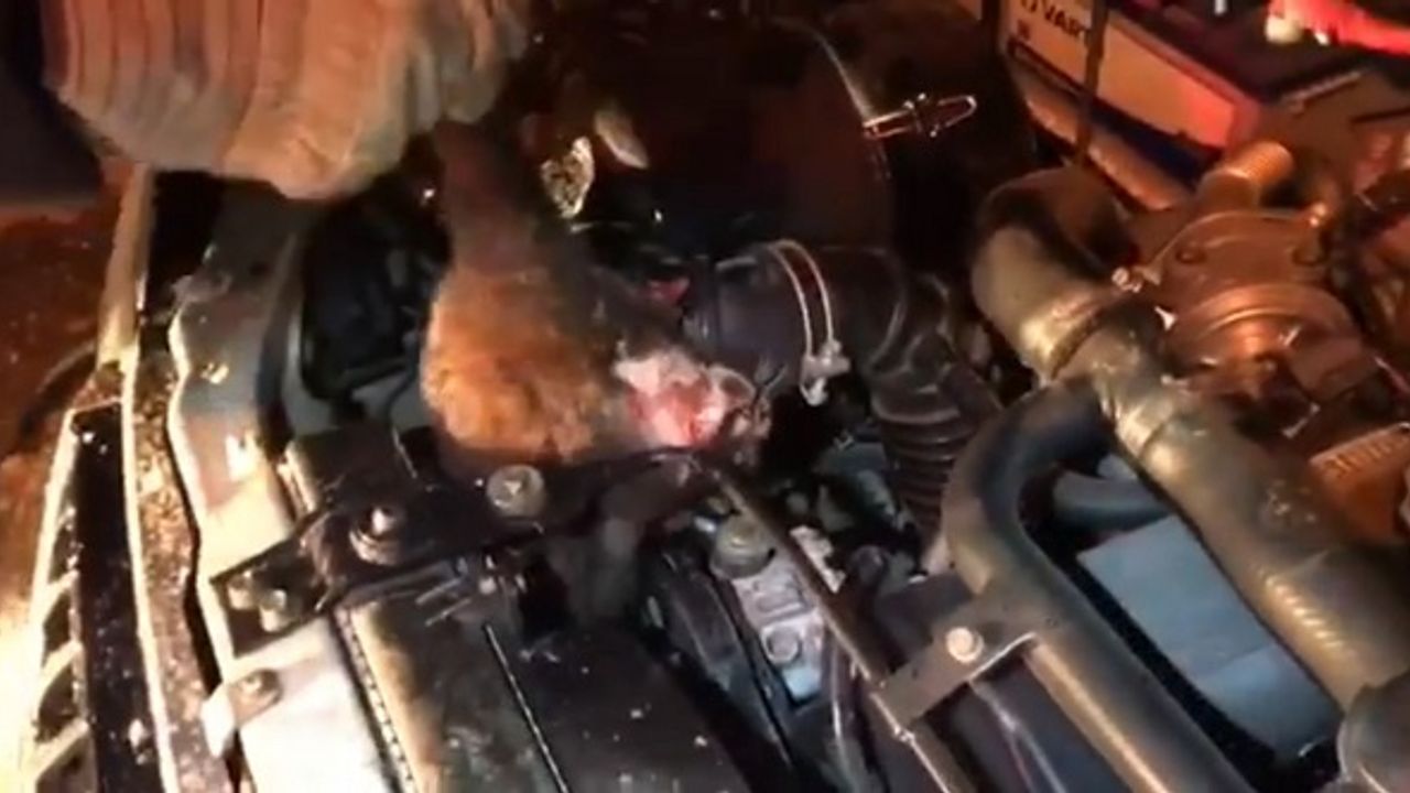 Aracın Motor Bölümüne Sıkışan Kedi Kurtarıldı