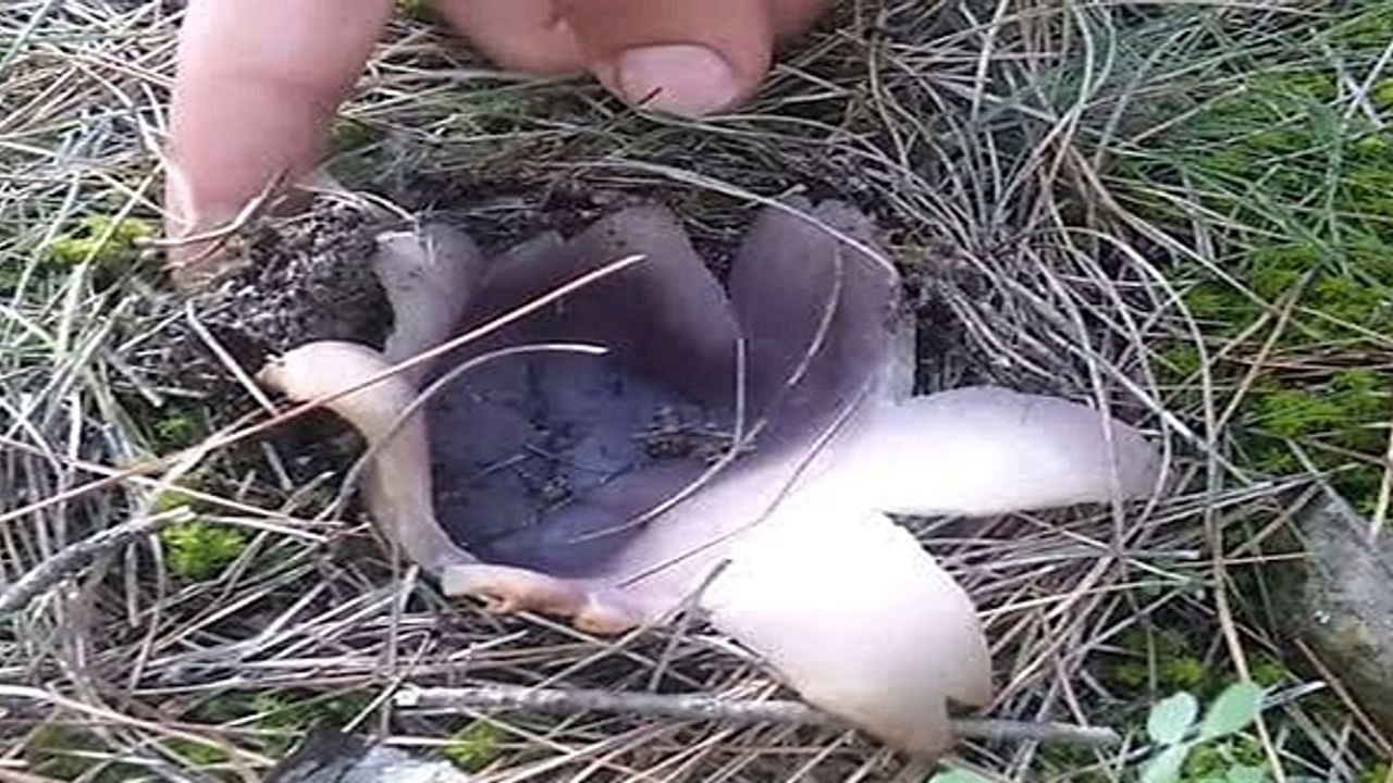 kilosunun 30 TL Olduğunu Duyan Ormana Koştu
