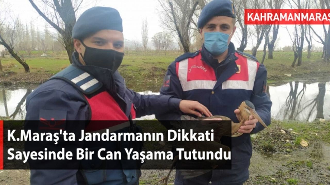 Kahramanmaraş'ta Jandarmanın Dikkati Sayesinde Bir Can Yaşama Tutundu