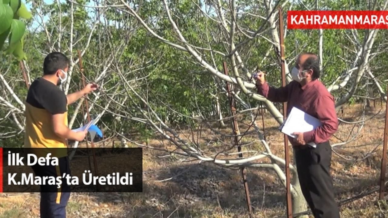 İlk Defa Kahramanmaraş'ta Üretildi: Don Tehlikesine Karşı Koruyacak