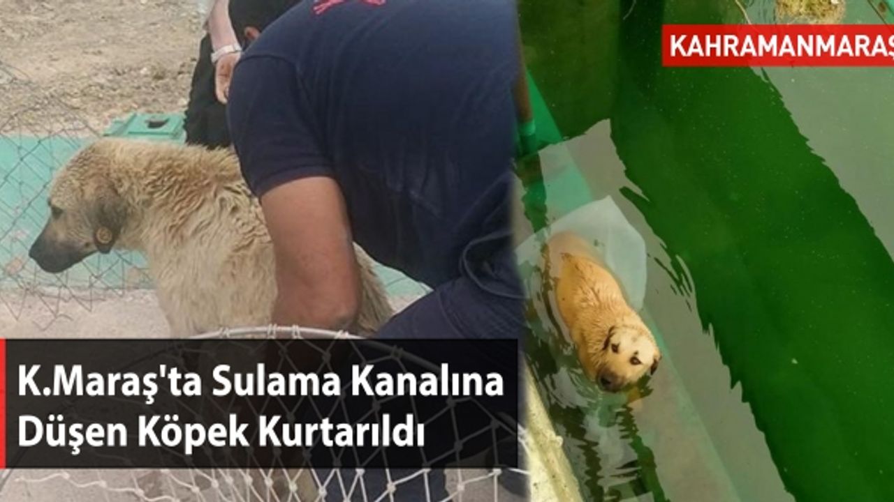 Kahramanmaraş'ta Sulama Kanalına Düşen Köpek Kurtarıldı