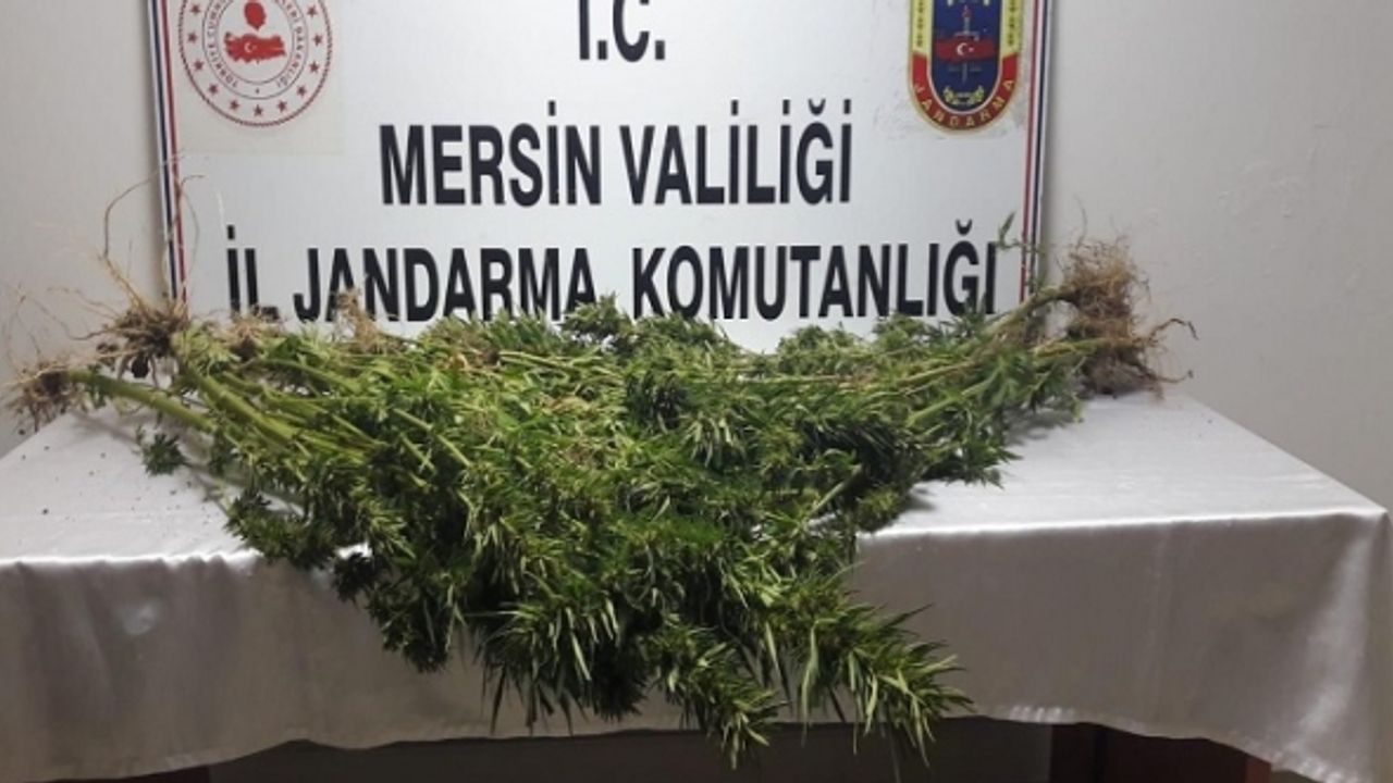351 Kök Kenevir Elegeçirildi 5 Kişi Gözaltına Alındı