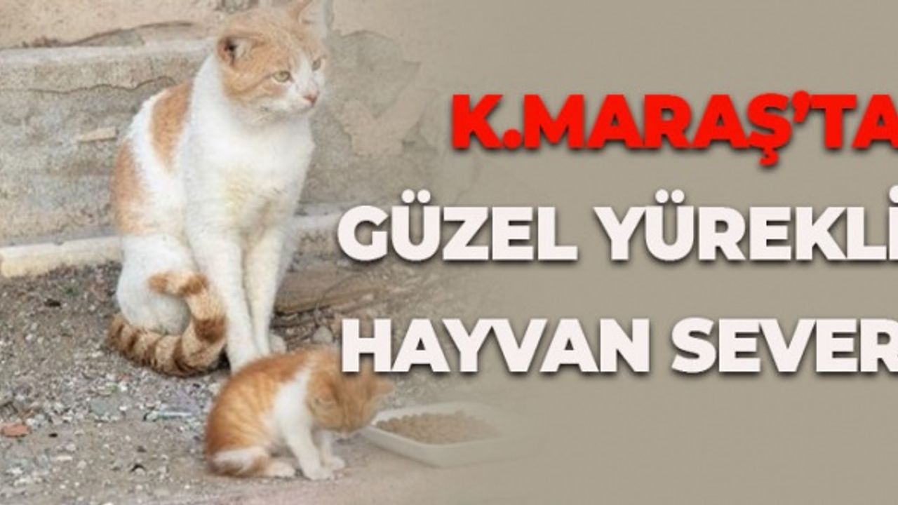 Kahramanmaraş'ta Güzel Yürekli Hayvan Sever