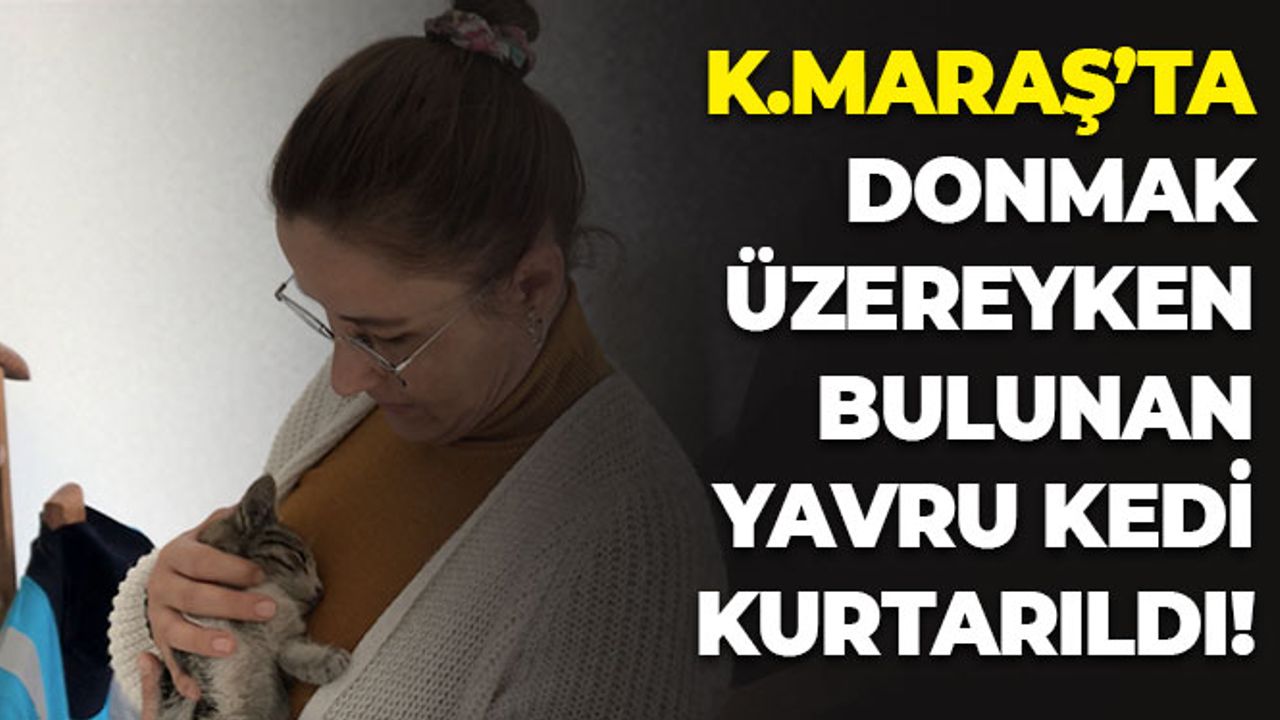 Kahramanmaraş'ta Donmak Üzereyken Bulunan Yavru Kedi Kurtarıldı