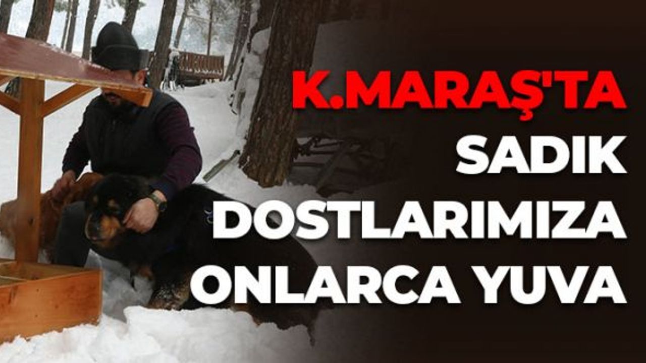 Kahramanmaraş'ta Sadık Dostlarımıza Onlarca Yuva