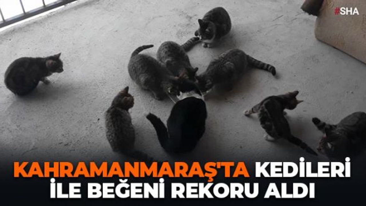 Kahramanmaraş'ta Kedileri İle Beğeni Rekoru Aldı