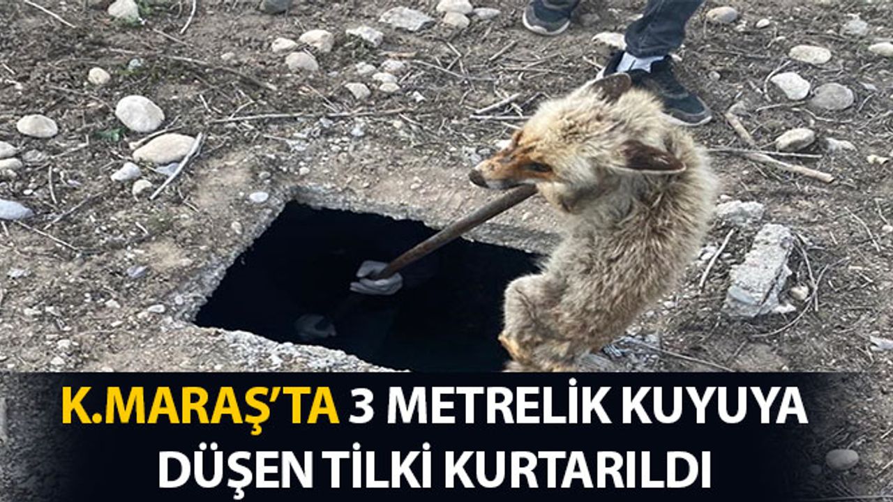 Kahramanmaraş'ta 3 Metrelik Kuyuya Düşen Tilki Kurtarıldı