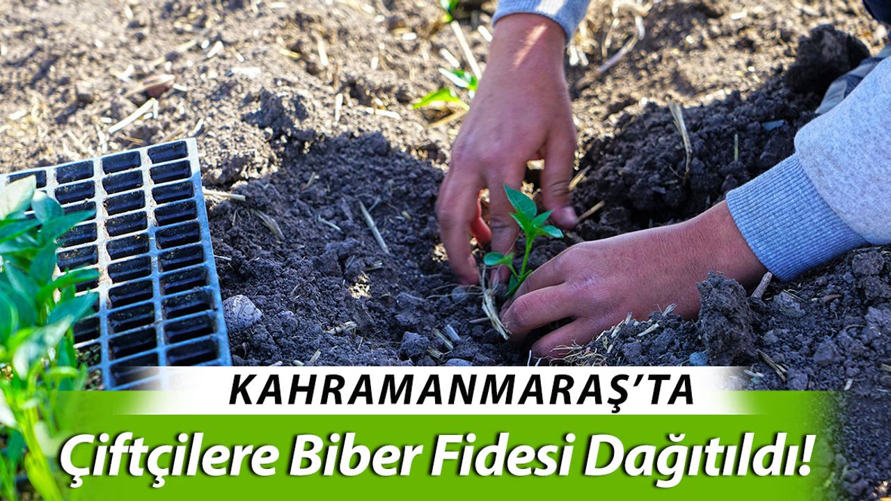 Kahramanmaraş'ta Çiftçilere Biber Fidesi Dağıtıldı