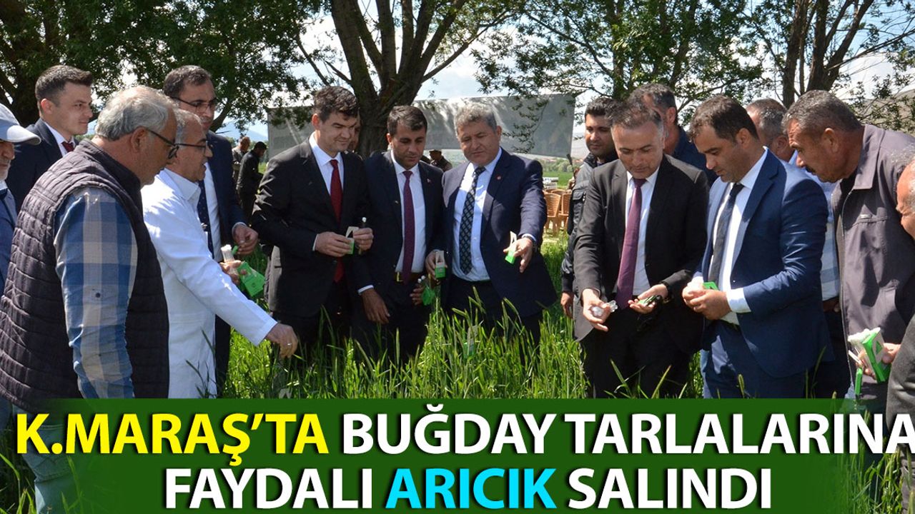 Kahramanmaraş'ta Buğday Tarlalarına 130 Bin Adet Faydalı Arıcık Salındı