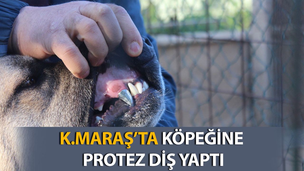 Kahramanmaraş'ta Dişi Kırılan Köpeğine Protez Diş Yaptı