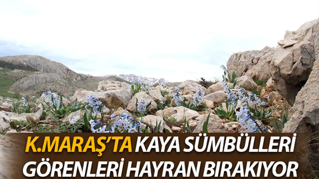 Kahramanmaraş'ta Kaya Sümbülleri Görenleri Hayran Bırakıyor