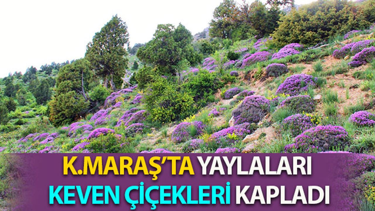 Kahramanmaraş'ta Yaylaları Keven Çiçekleri İle Eşsiz Bir Güzelliğe Büründü