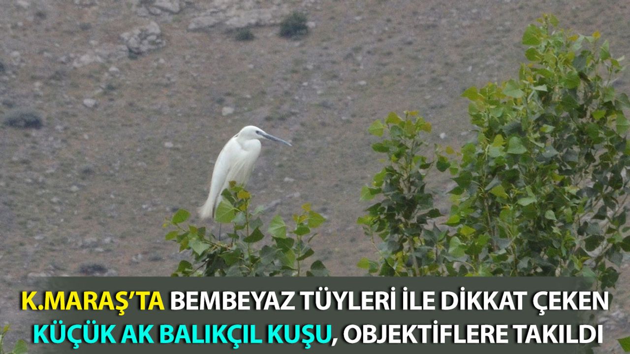 Kahramanmaraş'ta Küçük Ak Balıkçıl Kuşu Objektiflere Takıldı