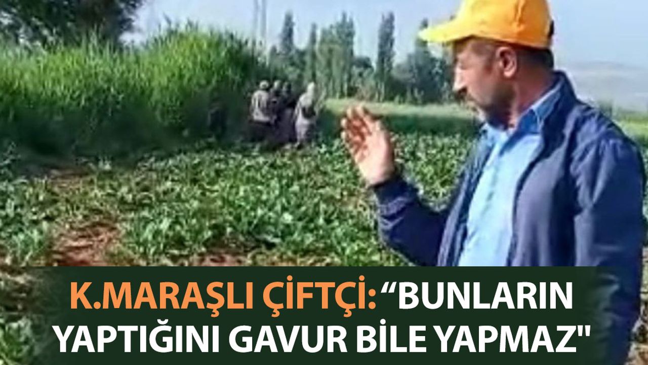Kahramanmaraş'ta Yaban Domuzları Çiftçilerin Korkulu Rüyası Oldu