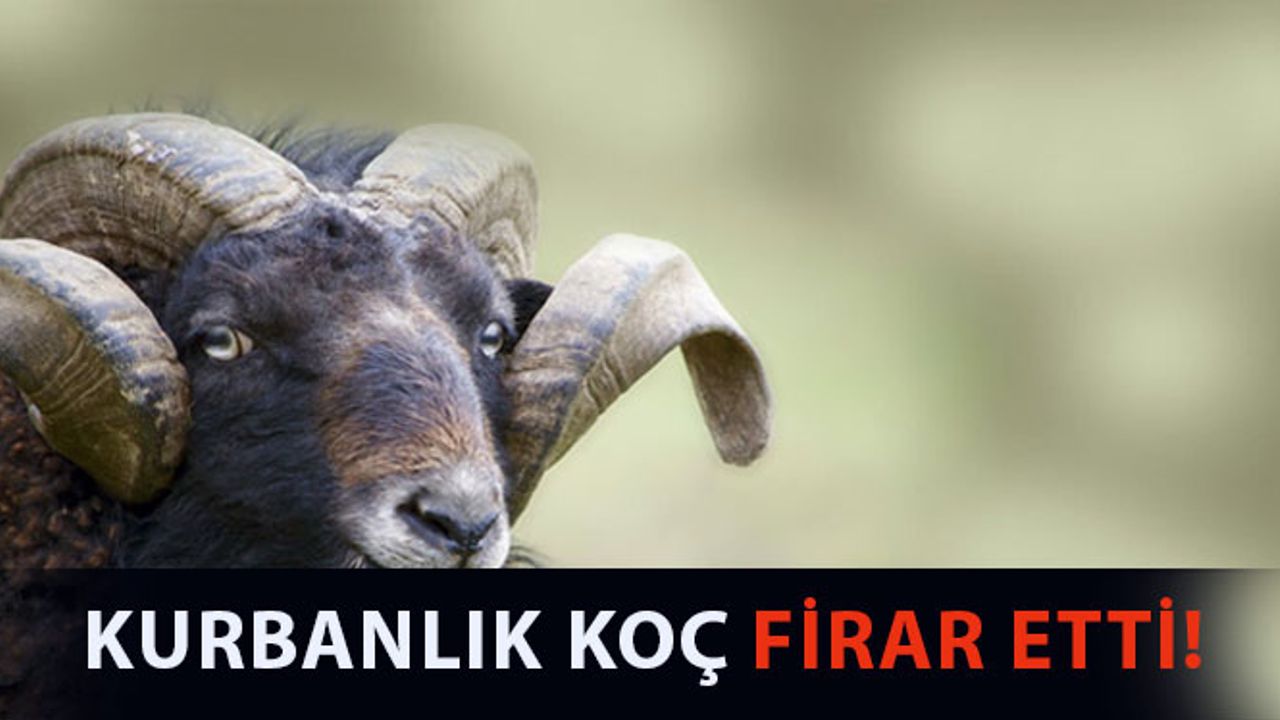 Kurbanlık Koç Hastane Bahçesini Birbirine Kattı
