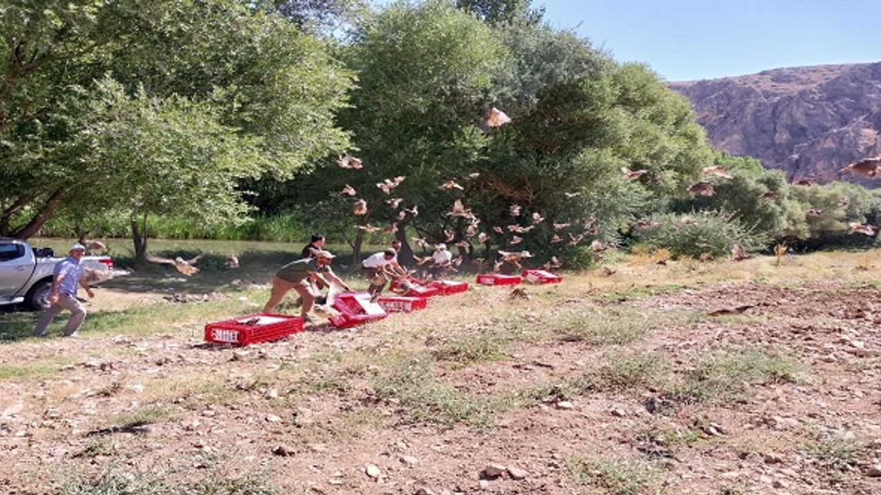 Elbistan’da 525 Adet Kınalı Keklik Doğaya Salındı