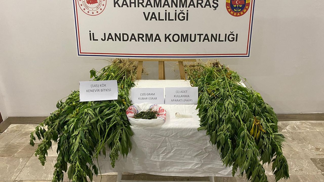 K.Maraş / 145 kök kenevir bitkisi ele geçirildi
