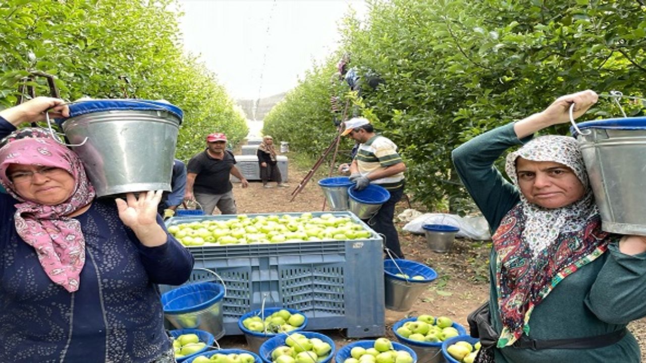 Isparta'nın elma bahçelerinde hasat hareketliliği