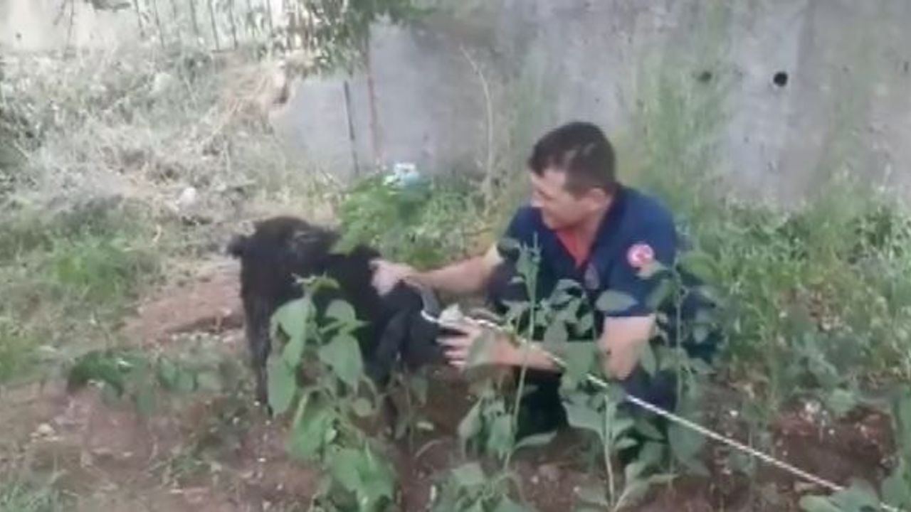 Kahramanmaraş'ta Bataklığa Saplanan Keçiyi İtfaiye Kurtardı