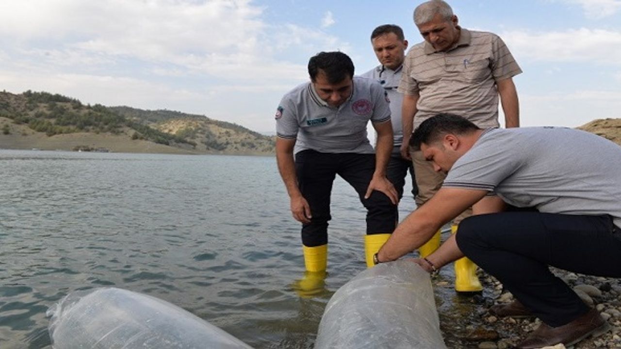 Kahramanmaraş'ta Yavru Sazan Balıklar Su İle Buluştu