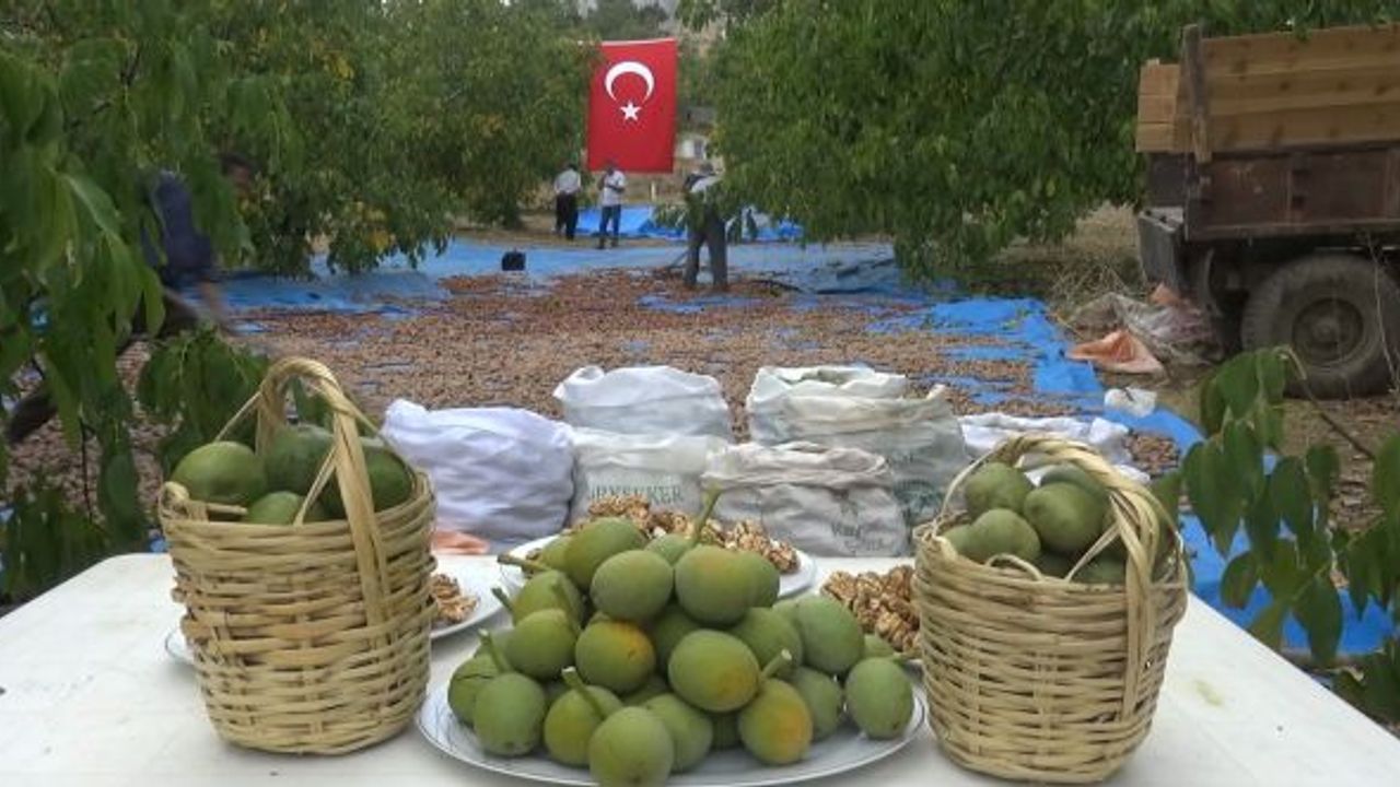 Kahramanmaraş’ta 80 bin ton ceviz rekoltesi bekleniyor