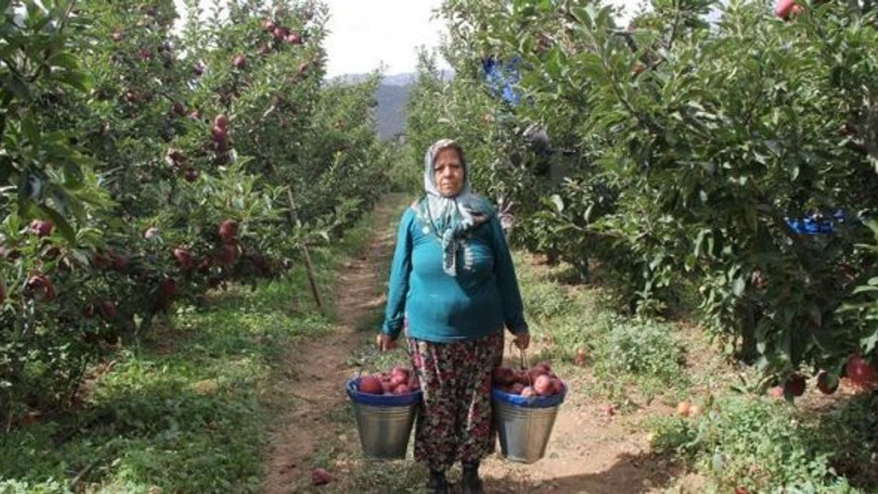 Elma üretiminin ekonomiye katkısı 2,5 milyar TL!