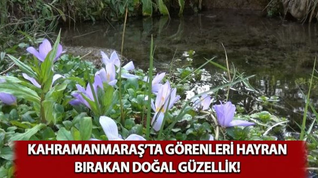 Kahramanmaraş'ta görenleri hayran bırakan doğal güzellik!
