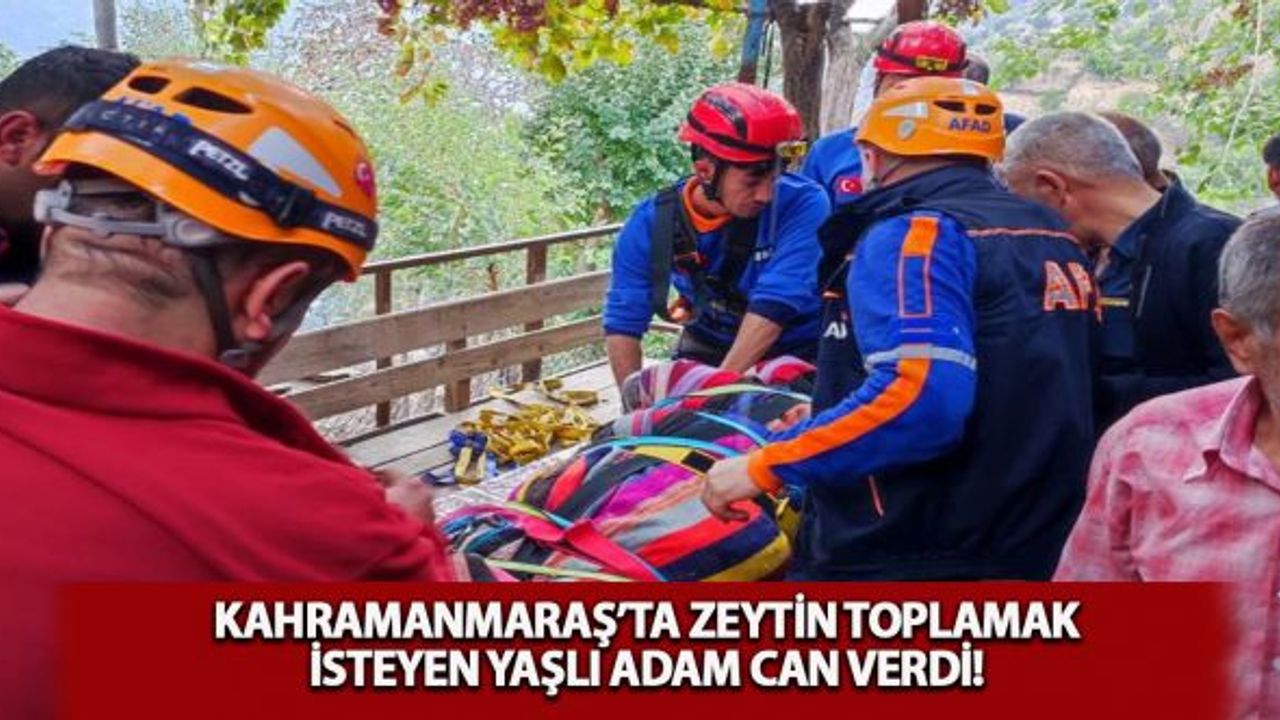 Kahramanmaraş'ta zeytin toplamak isteyen yaşlı adam can verdi!