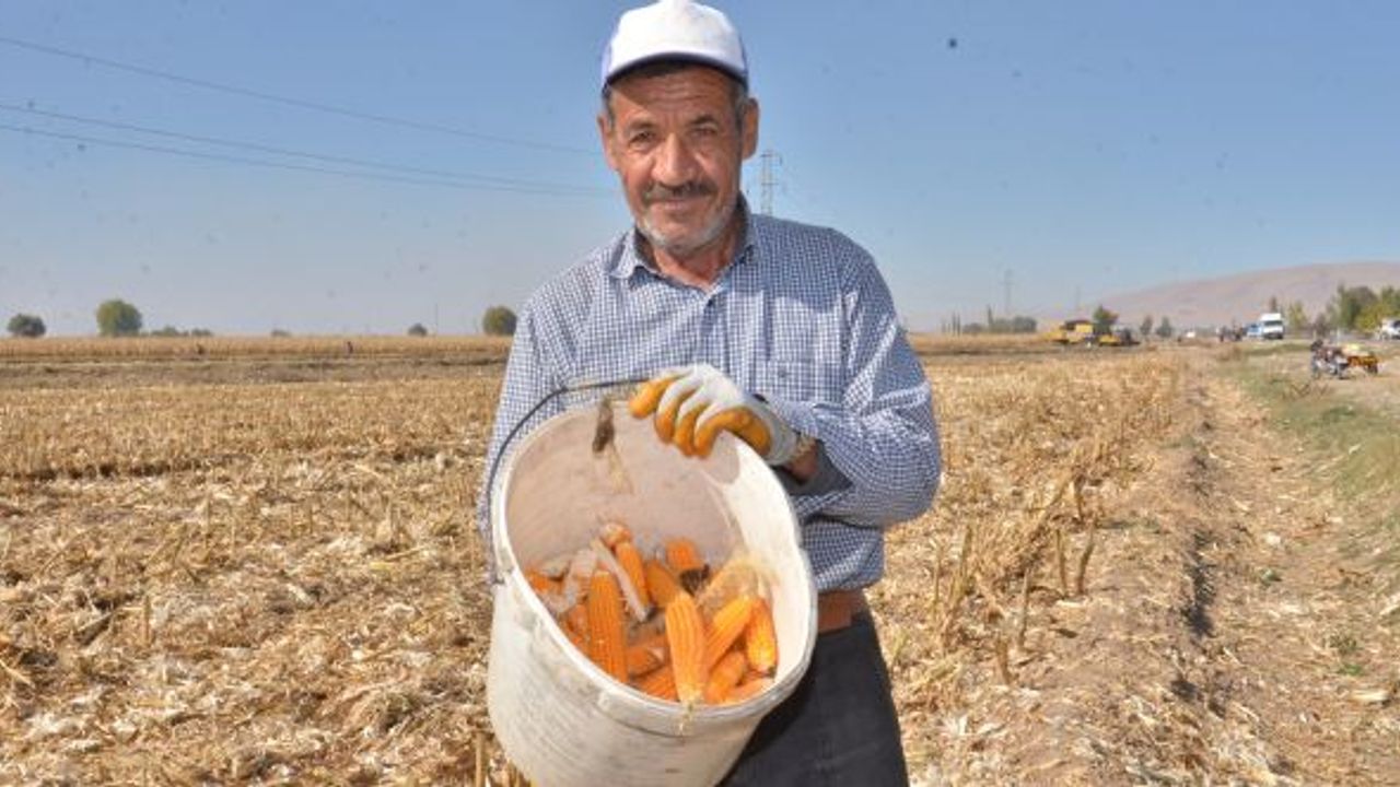 Kahramanmaraş’ta tarları dolaşıp kısmetlerini arıyorlar