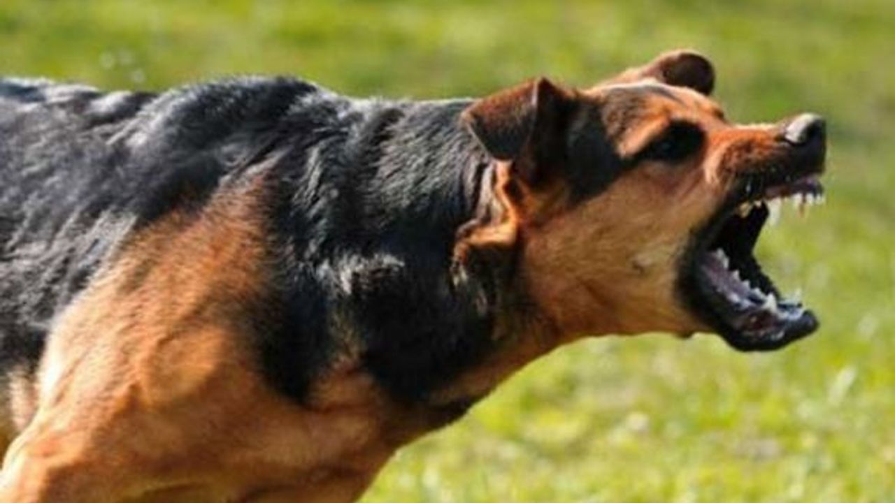 Köpek dehşeti! Yaşlı kadını vahşice parçaladı!