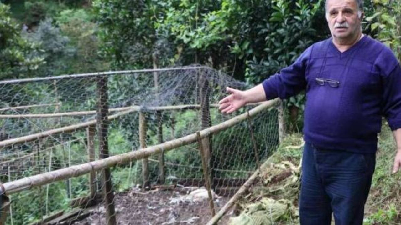 Sürü halindeki sokak köpekleri dehşet saçtı!