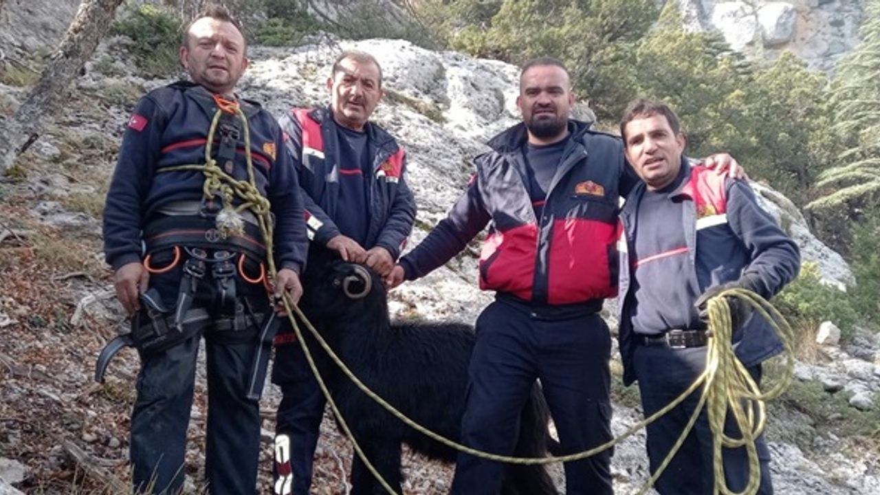 Dağlık alanda 7 keçi mahsur kaldı!