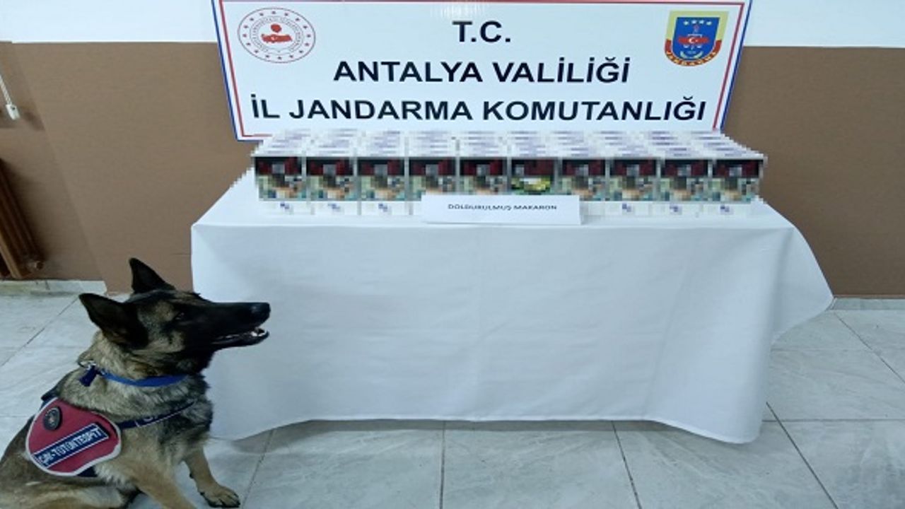 Jandarmanın Gözbebeği ‘Zarif’ Kaçakçılara Göz Açtırmadı