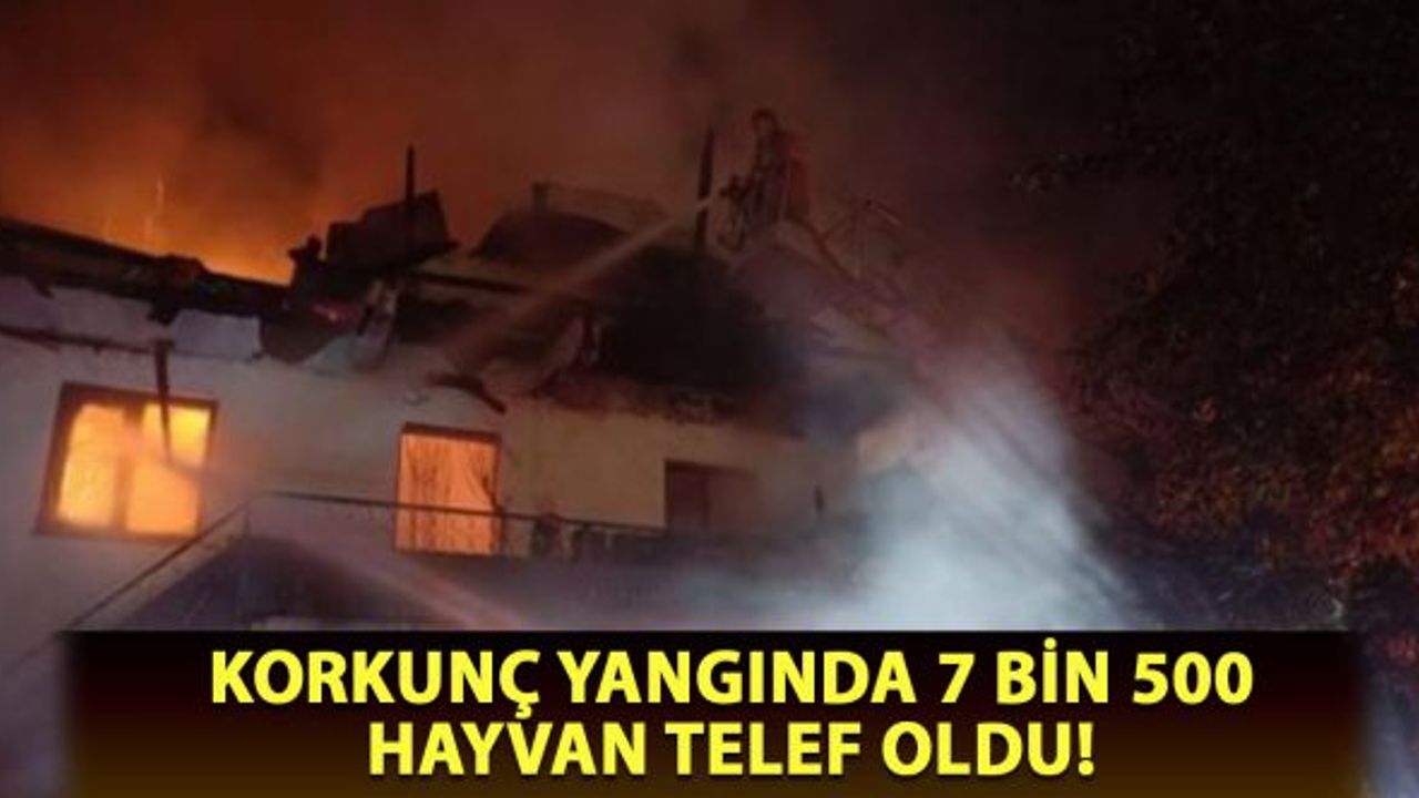 Korkuç yangında 7 bin 500 hayvan telef oldu!
